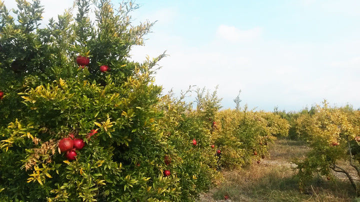 Organic pomegranate seed oil from Azerbaijan – origin, properties and applications