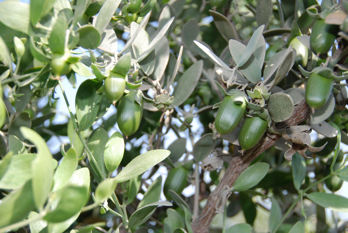 Green jojoba nuts on the shrub