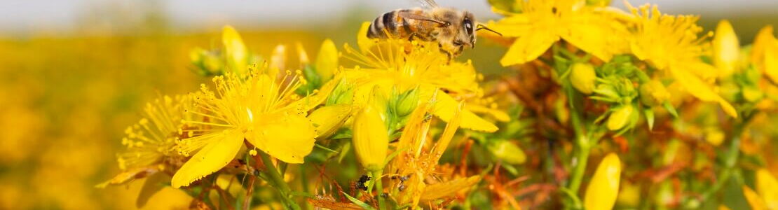 St John’s wort in flower with yellow blossoms in the field