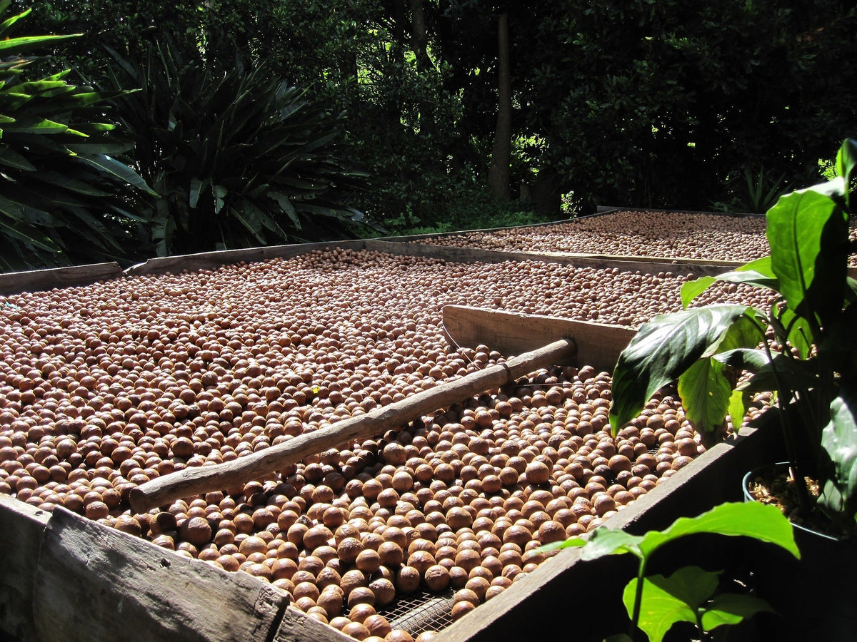 Nueces de macadamia secándose sobre bastidores de madera en Kenia
