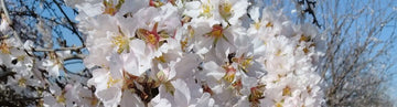 Organic almond oil from Spain