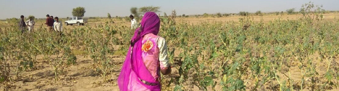 Castor field in India with a harvest worker in a pink garment