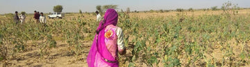 Huile de neem bio & huile de ricin bio d’Inde