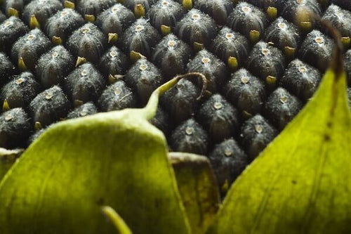 Scientifically tested: research on Heliaflor®