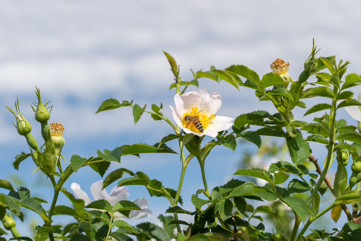 Plant-based raw materials from AOT