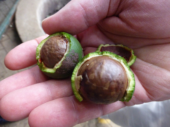 Hand hält aufgebrochene Macadamianüsse in grüner Fruchthülle