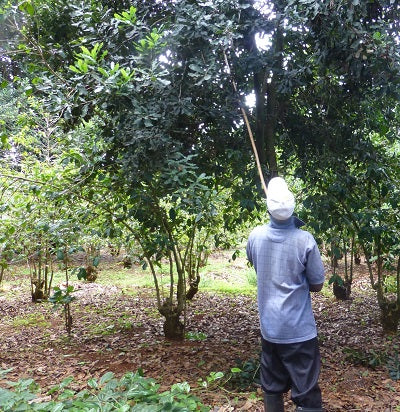 Arbeiter erntet Macadamianüsse mit einer langen Stange vom Baum