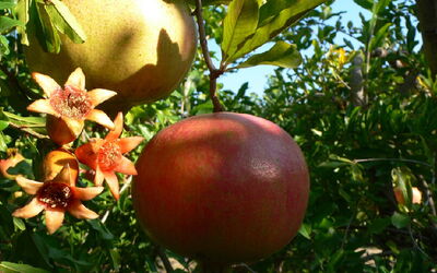 Pomegranate seed oil