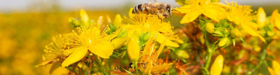 St John’s wort oil – a very special treat