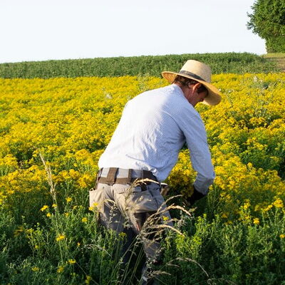 Landwirt bei der Johanniskrauternte auf einem blühenden Feld
