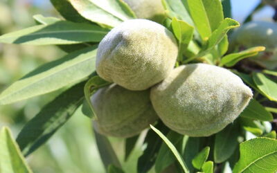 Unripe almond fruits