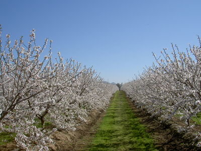 Aceite de almendra
